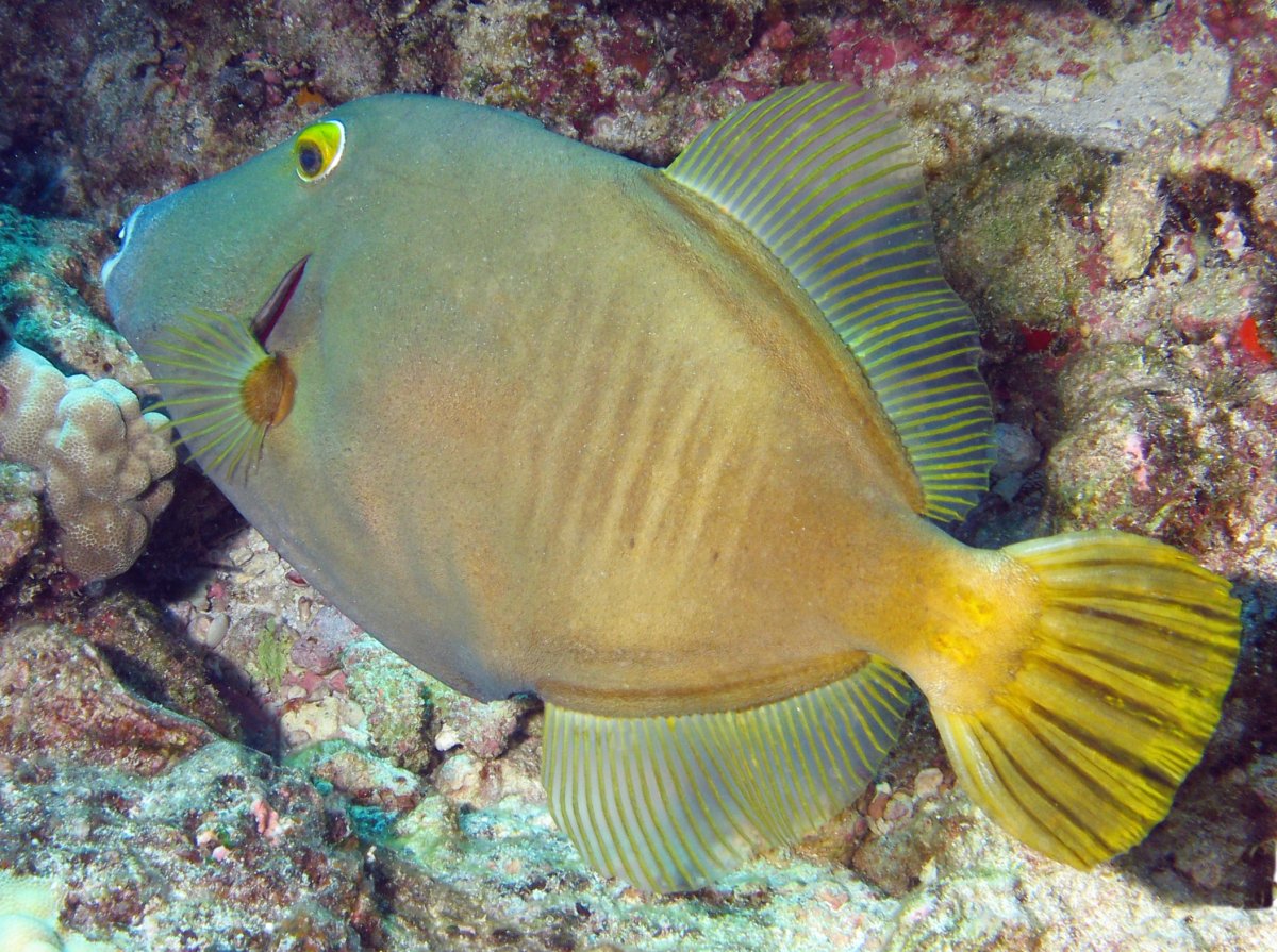 Cantherhines dumerilii (Pesce lima a barre)